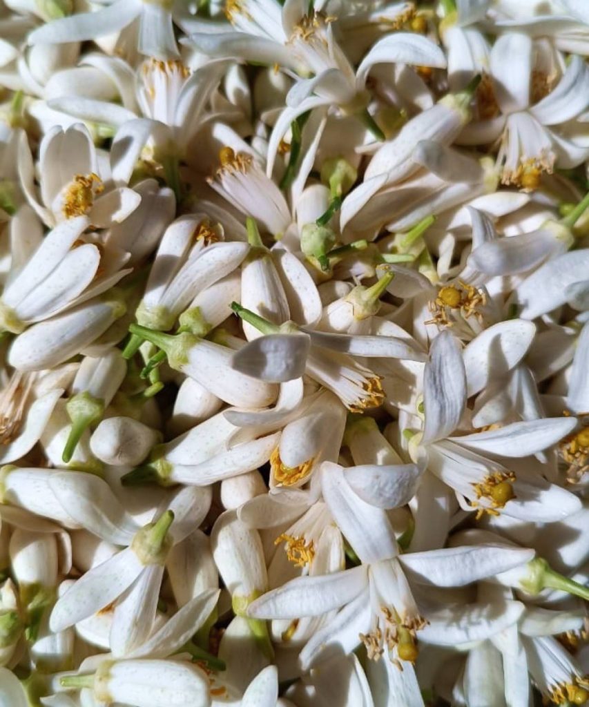 Fleurs de Néroli utilisées pour aromatiser la confiture d'Abricots d'Afawih.